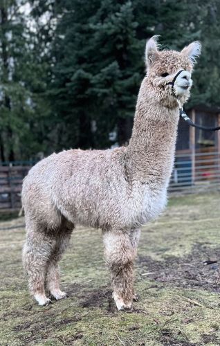 Alpacas For Sale ( Alpacas )