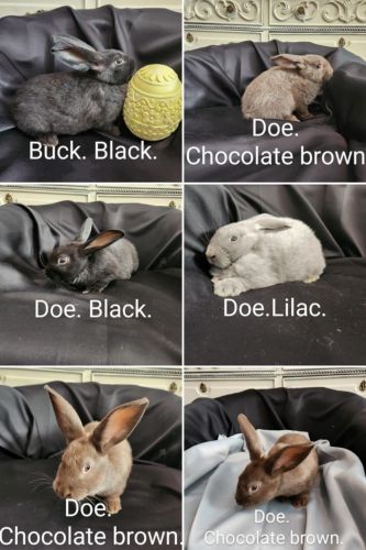 For Sale: Silver Fox Rabbits In Stockholm, Maine ( Rabbits )