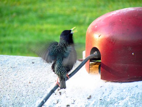 500-gallon Propane Tank Seal Keep Birds Out (  )