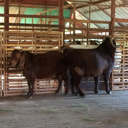 For Sale: Boer, Kalahari Reds, Alpine And Kiko Goats ( Goats )