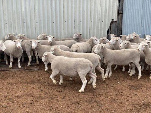 For Sale: Awassi Sheep, Dorper, Merino, Black Belly Sheep ( Sheep )