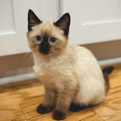 Balinese Cat For Sale Michigan ( Cats )