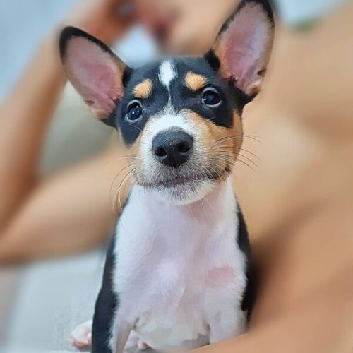 Basenji Puppies For Sale Near Me ( Dogs )