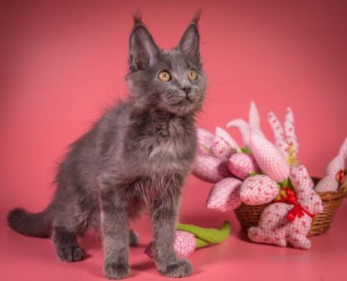 Maine Coon Kittens For Sale  – Velvet Paws, Gentle Souls ( Cats )