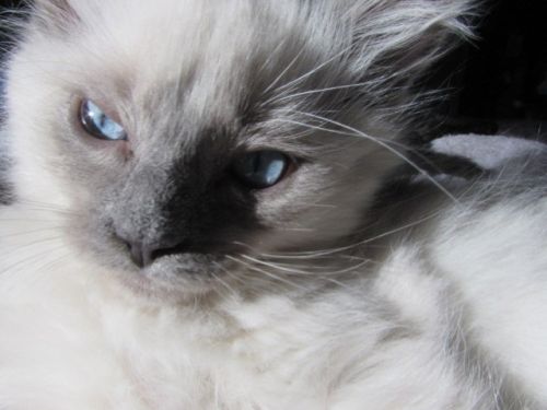 Ragdolls For Sale ( Cats )
