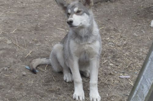 Wolf Hybrids For Sale ( Dogs )