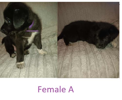 Puppies Newfoundland German Sheperd Mix ( Dogs )