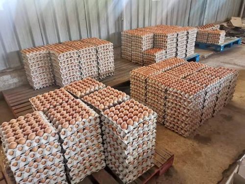 Quality Brown & White Eggs. Wholesale Supply Worldwide ( Cattle - Dai