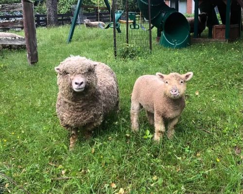 Perfect Lamb Mowers Starter Flock Of A Babydoll Southdown Ram, Ewe An