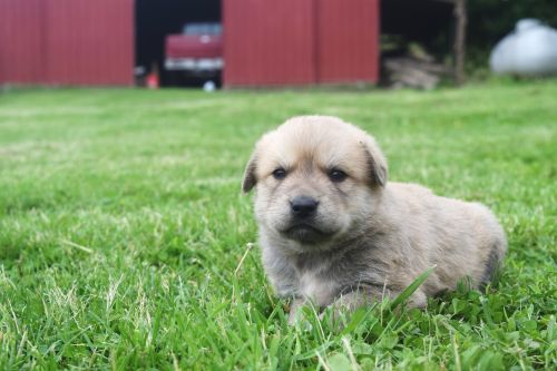 Maremma Livestock Guardian Dog (tipton) ( Dogs )