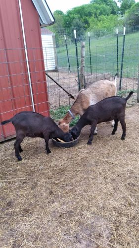 Dam And Daughter Set For Sale ( Goats )