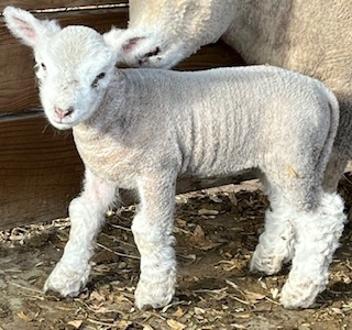 Babydoll Sheep ( Air Seeders )