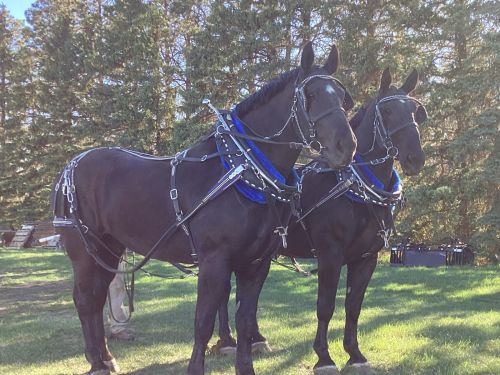 Percheron Team For Sale In Hazen, North Dakota 58545 ( Horses )