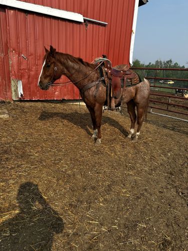 5-year-old Papered Red Roan For Sale In St. John, North Dakota 58369 