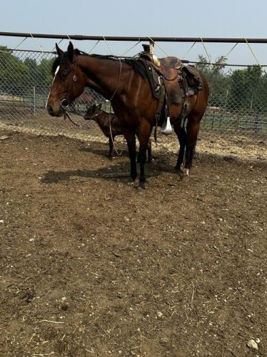 3-year-old Grade Filly For Sale In St. John, Nd 58369 ( Horses )