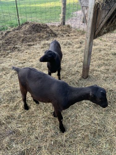 Two Lamancha Doe Kids Available For Sale ( Goats )