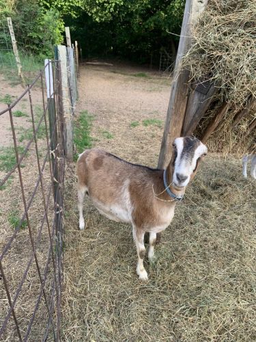 Blue Papered Lamancha Milker For Sale ( Goats )