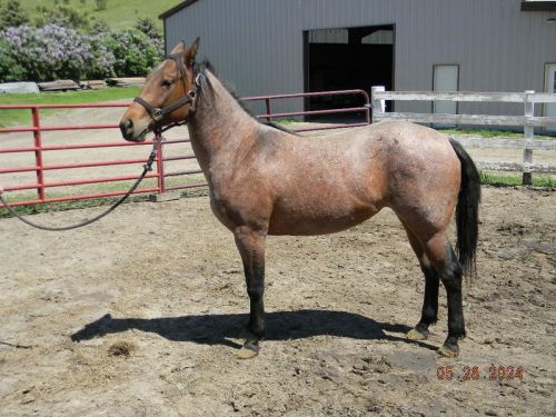 Aqha 3-year-old Mare – Oaks Lolly Pop For Sale In Sawyer, Nd 58781 