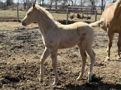 Palomino Aqha Filly For Sale – Aberdeen, Sd 57401 ( Horses )