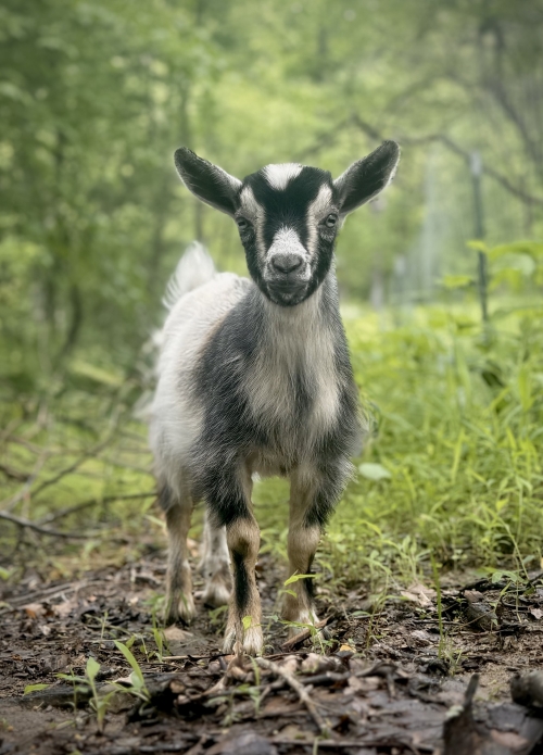 Nigerian Dwarf Bucks ( Goats )