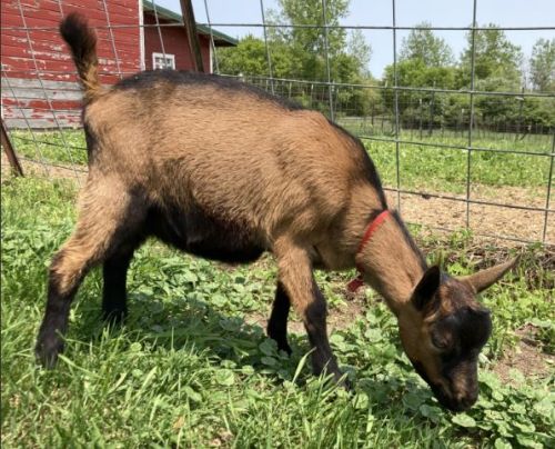 Oberhasli Bucklings For Sale $50 (  )