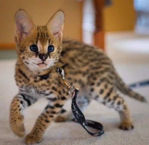African Serval Kittens Whatsapp: +27842597191 ( Cats )