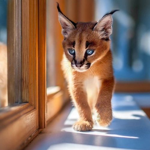 Caracal Kittens  Whatsapp: +27842597191 ( Cats )