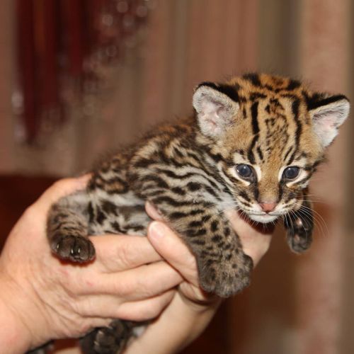 Ocelot Kittens Whatsapp: +27842597191 ( Cats )