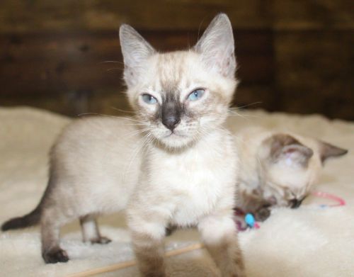 Snow/silver/charcoal/brown Bengal Kittens ( Cats )