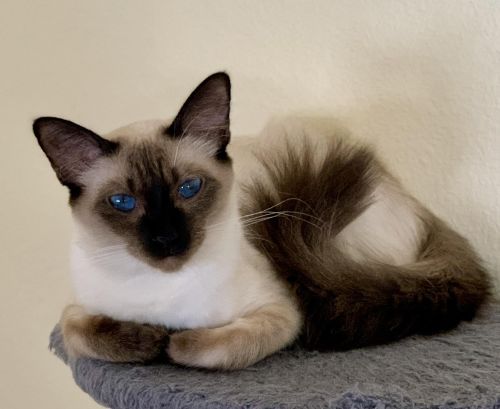 Balinese Kittens Whatsapp: +27842597191 ( Cats )