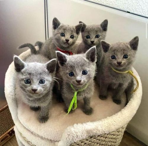 Russian Blue Kittens ( Pets )