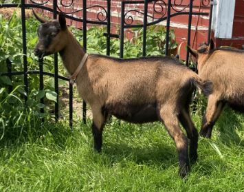 Oberhasli Doe Kid For Sale $100 (  )