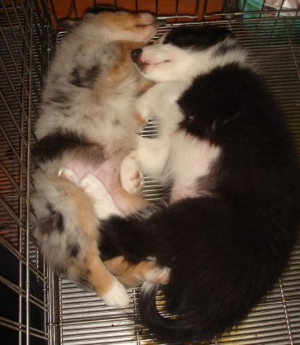Australian Shepherd Puppies ( Dogs )
