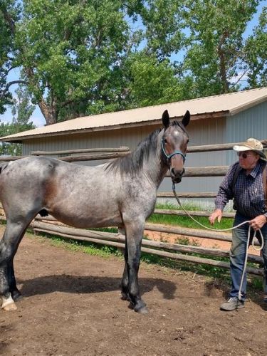 2 Year Old Suffolk/quarter Horse Cross Bay Roan Gelding ( Horses )
