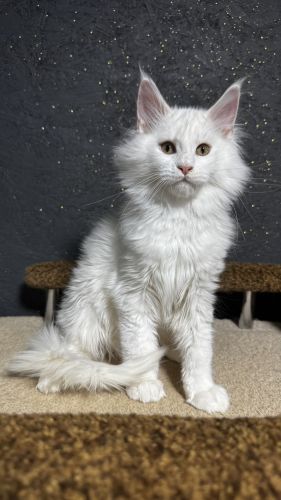 Maine Coon Cats For Sale Wisconsin: Smart Looking & Intelligent Cats 