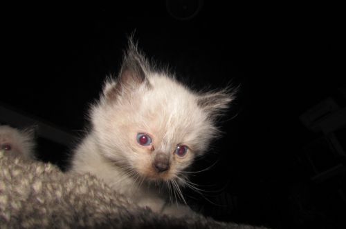 Ragdolls For Sale (  )