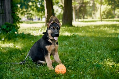 Healthy Male German Shepherd Puppy For Sale – Smithfarms German She