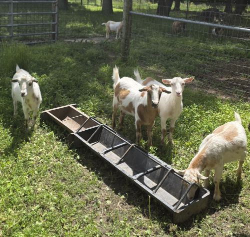 For Sale: Yearling Nigerian Goats ( Goats )