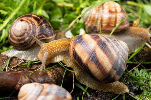 Buy  Live Snails For Sale Here ! ( Miscellaneous )