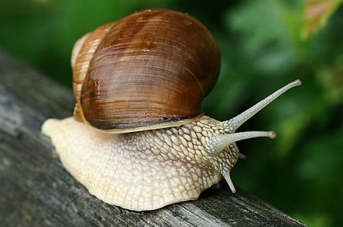 🐌 Garden Snails In Abundance – Nature’s Gentle Harvest 🌿 ( 