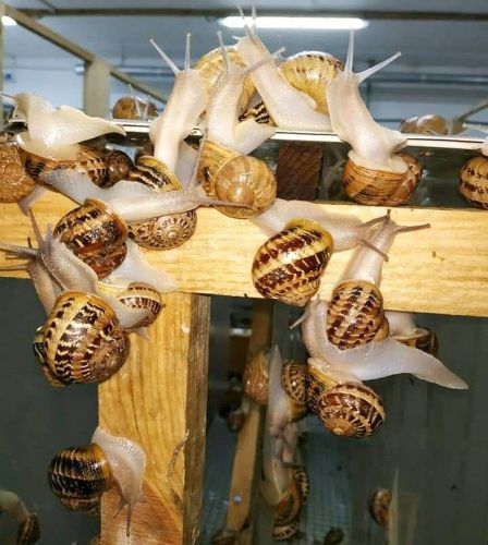 🌿 Exquisite Live Snails For The Discerning Buyer 🌿 ( Livestock 