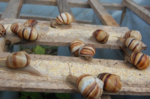 🐌 Live Snails For Sale – Premium Varieties Available! 🐌 ( Liv