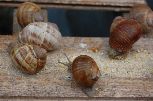🌱 Farm-fresh Snails – A Unique Csa Offering! 🐌 ( Livestock )