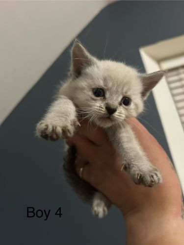 Kittens ( Cats )