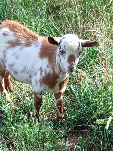 Nigerian Dwarf Buck Goat ( Goats )
