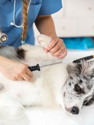 Friendly Mobile Pet Grooming Fort Worth At Home ( Dogs )