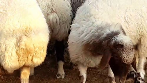 Awassi ,gissar (fat Tail Sheep For Sale) And Sheep Fat Tail. ( Sheep 