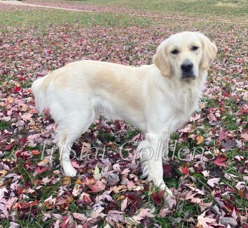 Golden Retriever Puppies: Vaccinated And Vet-checked Puppies ( Dogs )