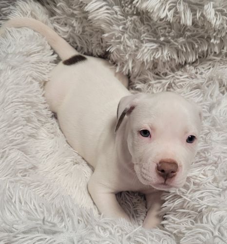 Puppy For Sale ( Dogs )