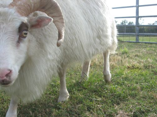Registered Icelandic Sheep ( Sheep )